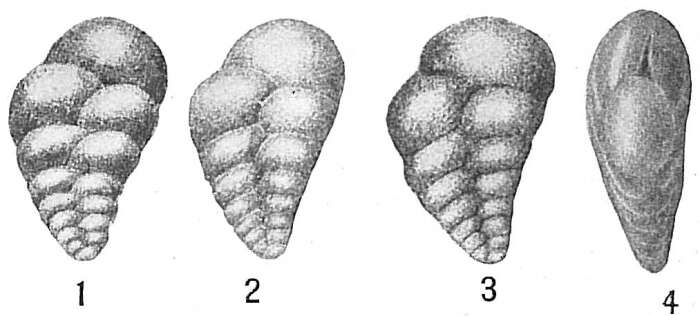 Image of Bolivina inflata Heron-Allen & Earland 1913