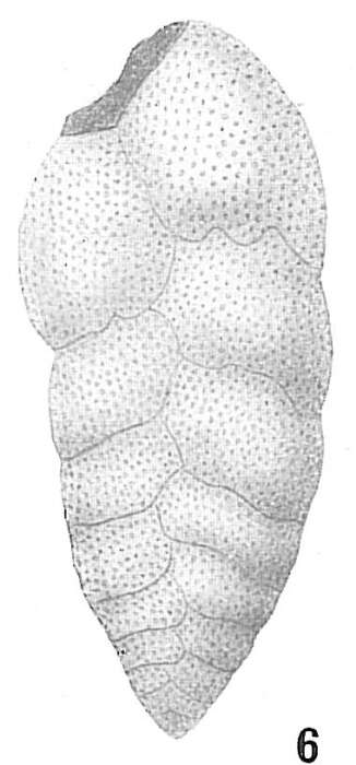 Image de Bolivina robusta (Brady 1881)