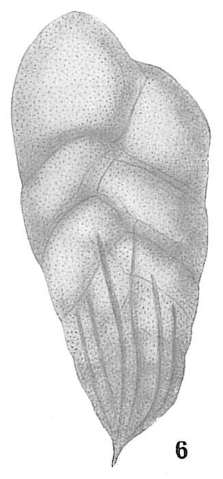 Image of Bolivina subaenariensis Cushman 1922