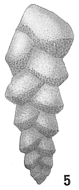 Image de Bolivina subspinescens Cushman 1922