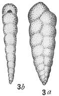 Image de Bolivina variabilis (Williamson 1858)