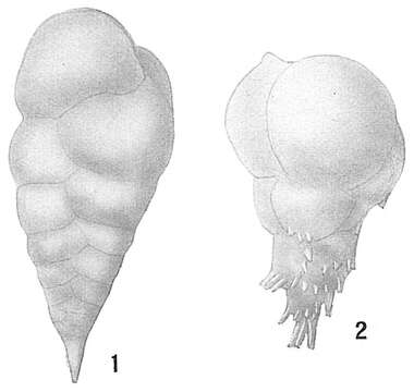 Image of Bulimina aculeata d'Orbigny 1826