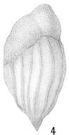 Image of Bulimina buchiana d'Orbigny 1846