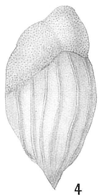 Image of Bulimina buchiana d'Orbigny 1846