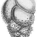 Imagem de Bulimina echinata d'Orbigny 1852