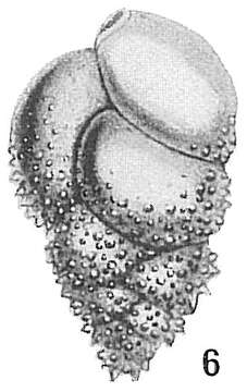 Imagem de Bulimina echinata d'Orbigny 1852