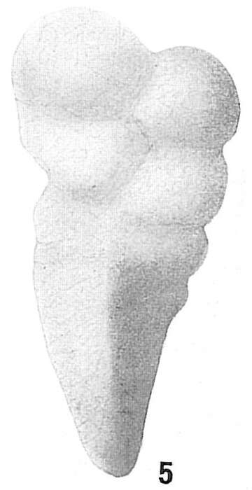 Image of Gaudryina convexa (Karrer 1864)