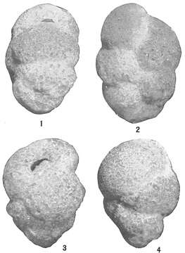 Image of Gaudryina curta Cushman 1922