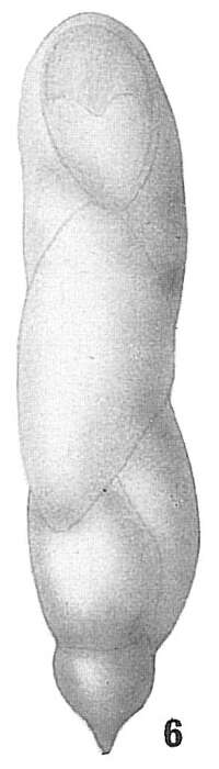 Image of Pleurostomella acuminata Cushman 1922