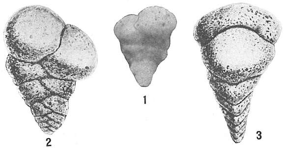 Image of Textularia candeiana d'Orbigny 1839