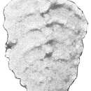 Image of Textularia mexicana Cushman 1922