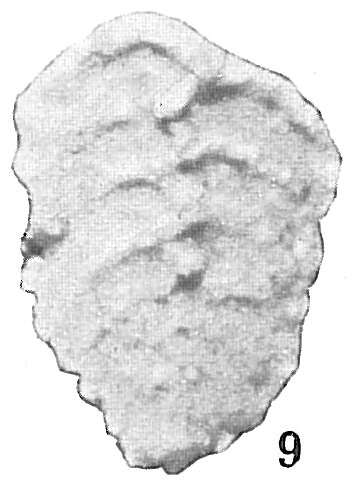 Image of Textularia mexicana Cushman 1922