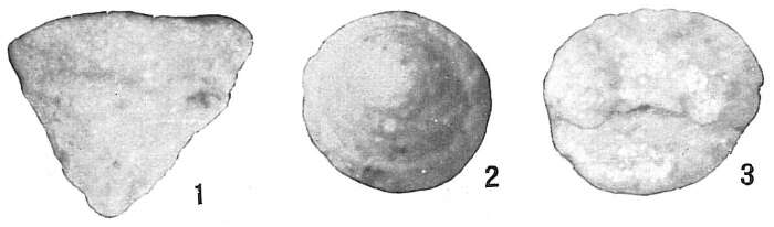 Image of Textularia pseudotrochus Cushman 1922