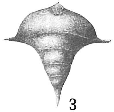 Image of Frondicularia pygmaea Sidebottom 1907