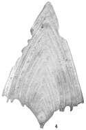 Image of Frondicularia sagittula var. lanceolata van den Broeck 1876