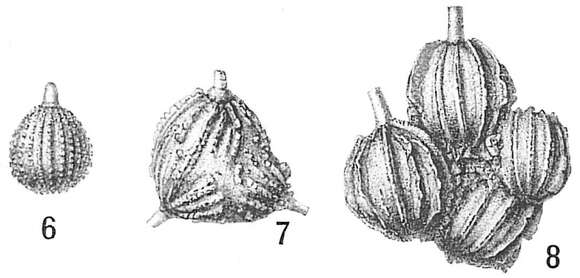 Image of Lagena aspera Reuss 1862