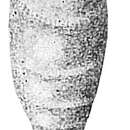 Image of Lagena chrysalis Heron-Allen & Earland 1913