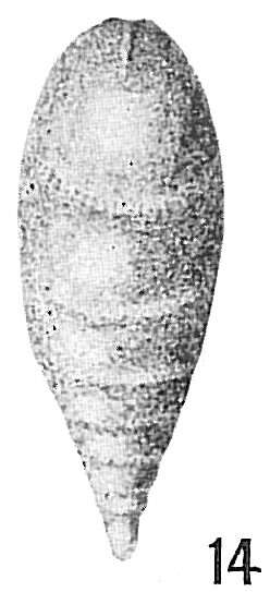 Image of Lagena chrysalis Heron-Allen & Earland 1913