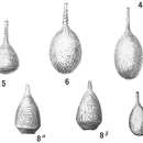 Image of Lagena curvilineata Balkwill & Wright 1884