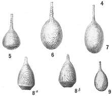 Image of Lagena curvilineata Balkwill & Wright 1884