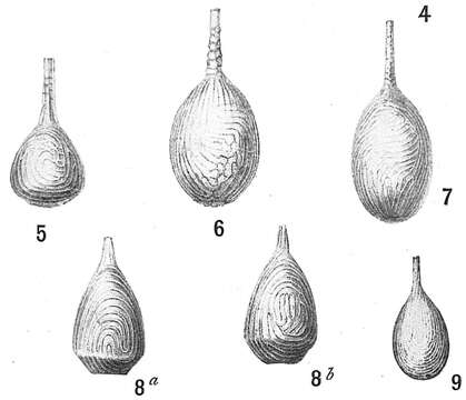 Image of Lagena curvilineata Balkwill & Wright 1884