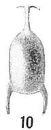 Image of Lagena forficula Heron-Allen & Earland 1913