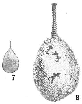 Lagena hispida Reuss 1863 resmi