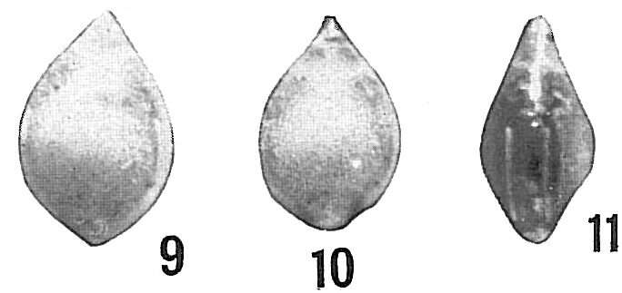 Image of Lagena iota Cushman 1923