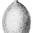 Image of Lagena lyellii (Seguenza 1862)