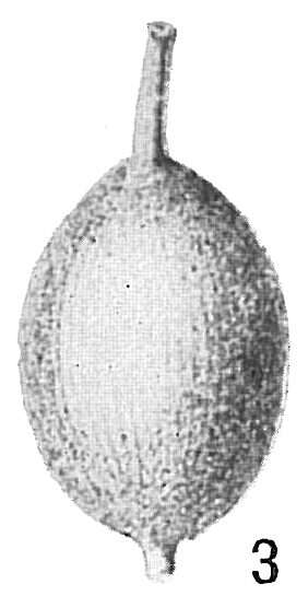 Image of Lagena lyellii (Seguenza 1862)