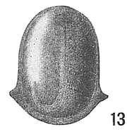 Image of <i>Lagena marginata</i> var. <i>semicarinata</i> Sidebottom 1906