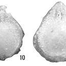 Image of <i>Lagena orbignyana</i> var. <i>antillea</i> Cushman 1923