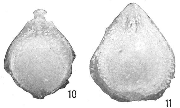 Image of <i>Lagena orbignyana</i> var. <i>antillea</i> Cushman 1923