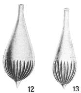 Image of Lagena semilineata Wright 1886