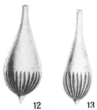 Lagena semilineata Wright 1886 resmi