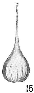 Image of Lagena semistriata Williamson 1848