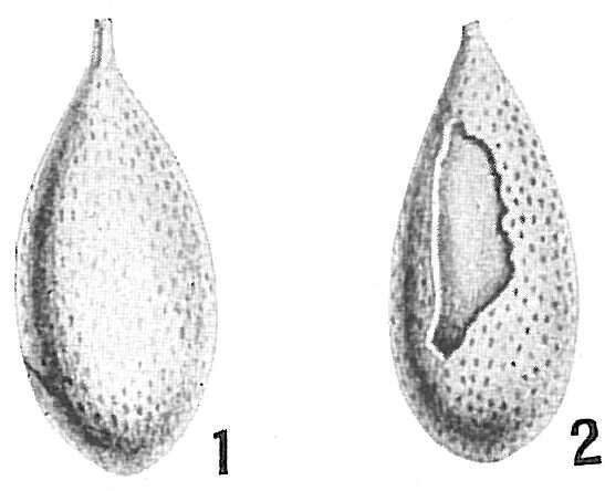 Image of Lagena spumosa Millett 1902