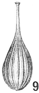 Image of Lagena striata (d'Orbigny 1839)