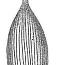 Image of Lagena substriata Williamson 1848