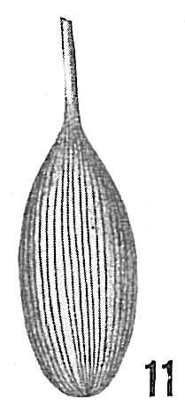 Image of Lagena substriata Williamson 1848