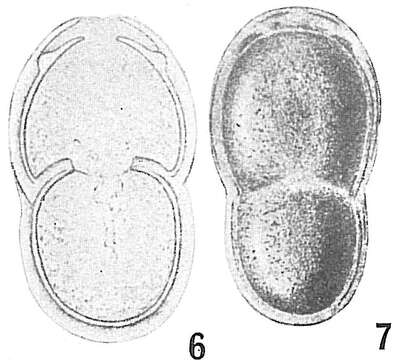 Image of Lingulina bicarinata Sidebottom 1907