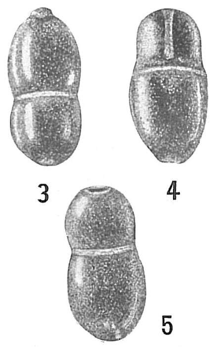 Image of Lingulina biloculi Wright 1911