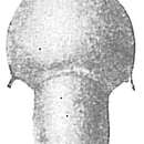 Image of Lingulina pellucida Sidebottom 1907
