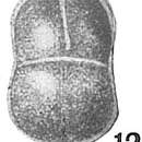 Image of Lingulina quadrata Heron-Allen & Earland 1913