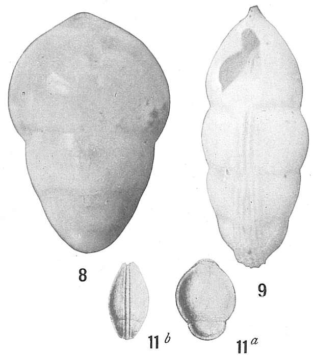 Image of Lingulina seminuda Hantken 1875