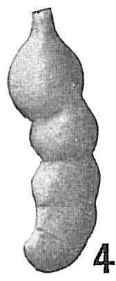 Image of Marginulina striatula Cushman 1913