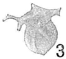 Image of Polymorphina inaequalis d'Orbigny 1852