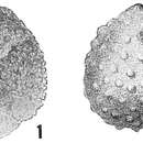 Image de Polymorphina spinosa (d'Orbigny 1846)