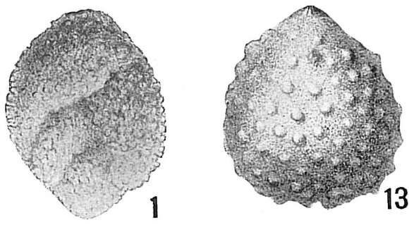 Image de Polymorphina spinosa (d'Orbigny 1846)