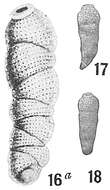 Image of Siphogenerina Schlumberger ex Milne-Edwards 1882